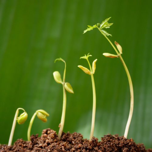 image of 5 seedlings
