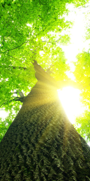 image of large tree