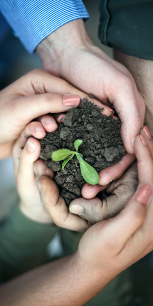 hands making a pot holding a seedling