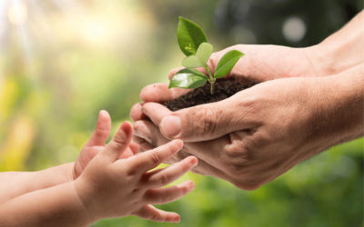 image of adult hands handing seedling to younger hands