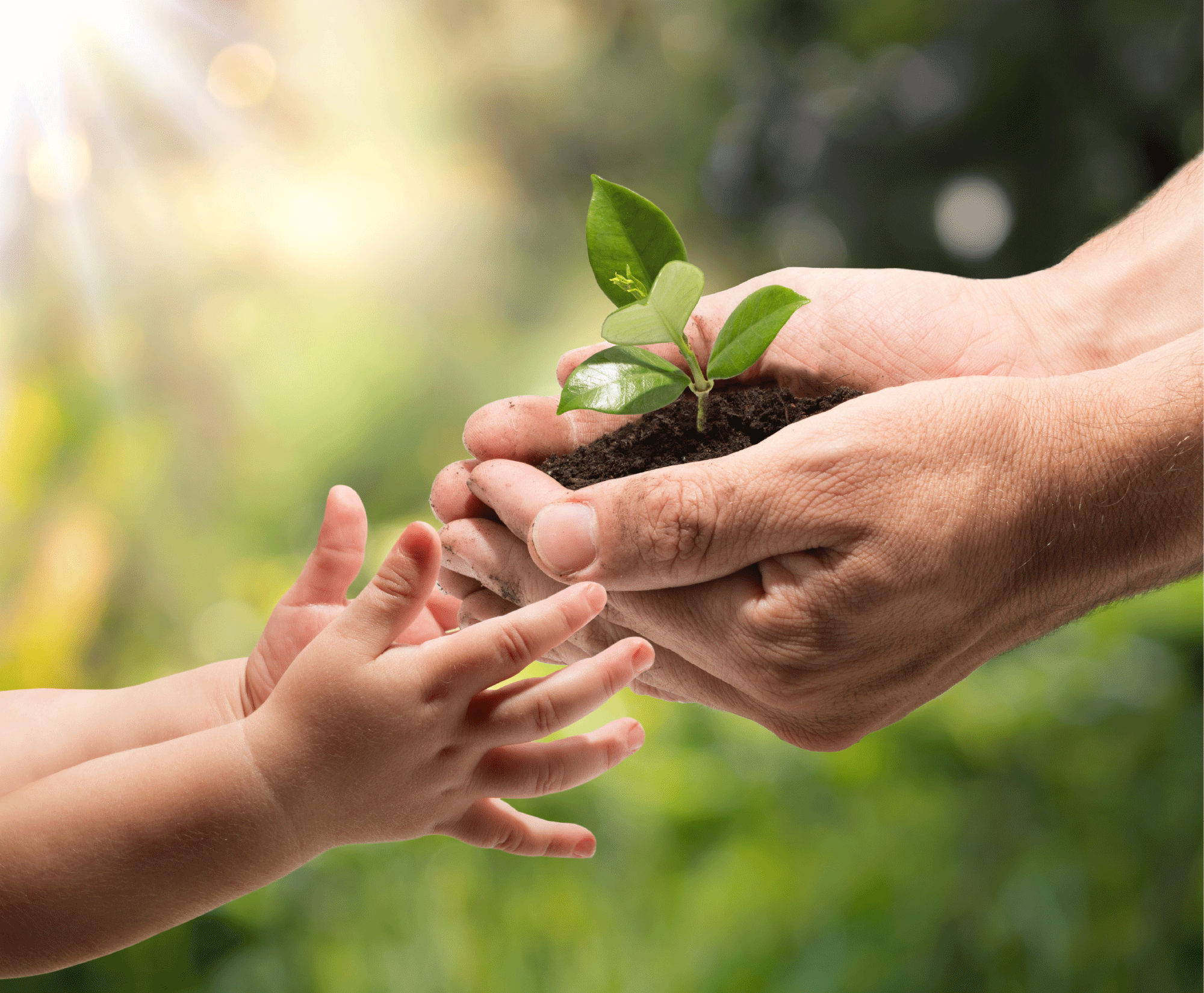 image of adult hands handing seedling to younger hands