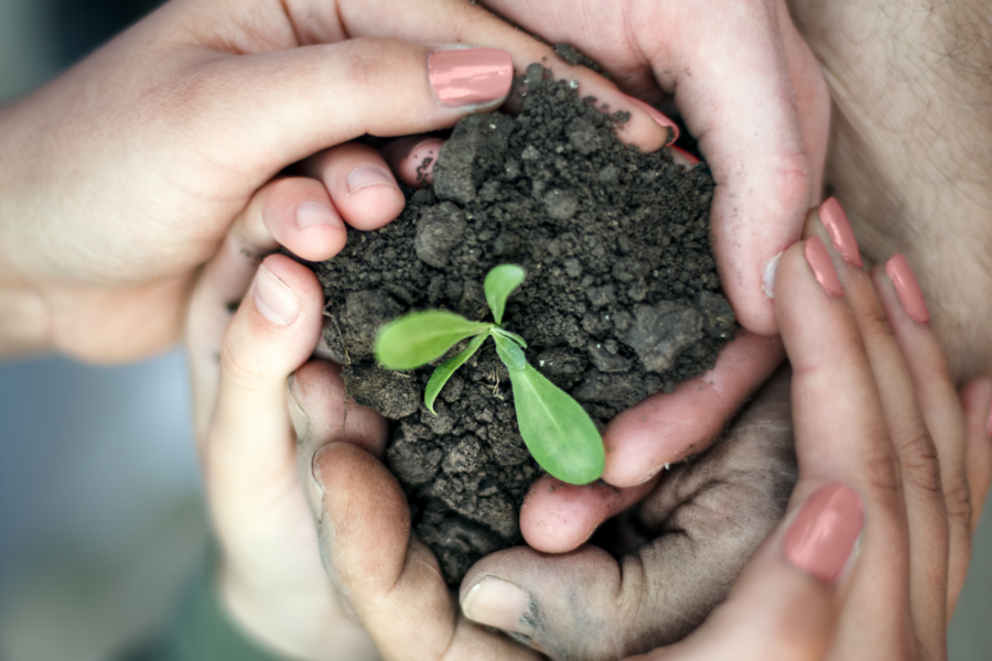Hands nurturing seedlings